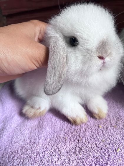 กระต่ายฮอนแลนด์ฃอปแท้ค่ะ ผู้ล้วนทั้ง3 รูปที่ 4