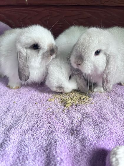 กระต่ายฮอนแลนด์ฃอปแท้ค่ะ ผู้ล้วนทั้ง3 รูปที่ 2