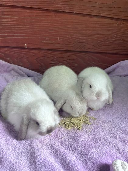 กระต่ายฮอนแลนด์ฃอปแท้ค่ะ ผู้ล้วนทั้ง3