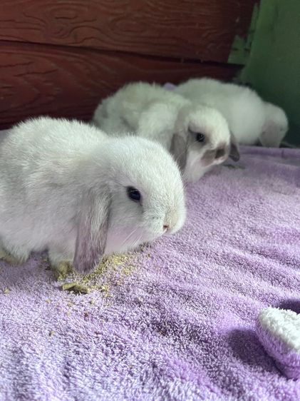 กระต่ายฮอนแลนด์ฃอปแท้ค่ะ ผู้ล้วนทั้ง3 รูปที่ 6