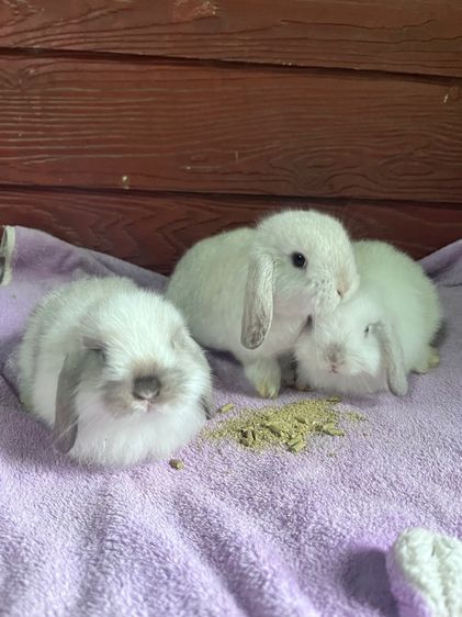 กระต่ายฮอนแลนด์ฃอปแท้ค่ะ ผู้ล้วนทั้ง3 รูปที่ 7