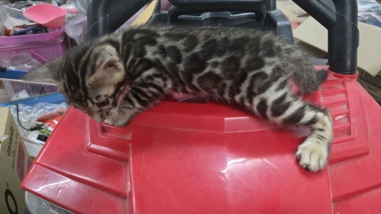 แมวเบงกอลแท้ รูปที่ 6