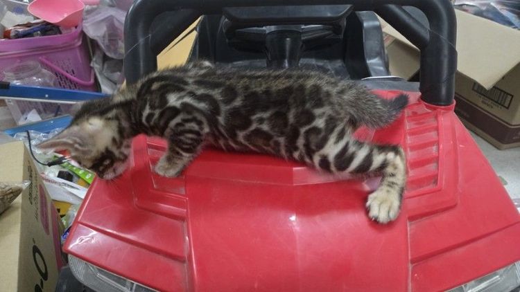 แมวเบงกอลแท้ รูปที่ 7