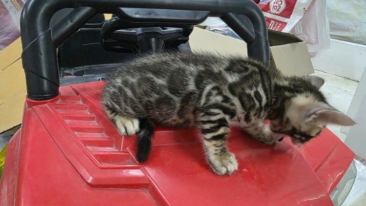 แมวเบงกอลแท้ รูปที่ 4