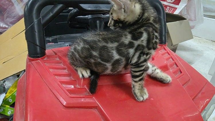 แมวเบงกอลแท้ รูปที่ 3