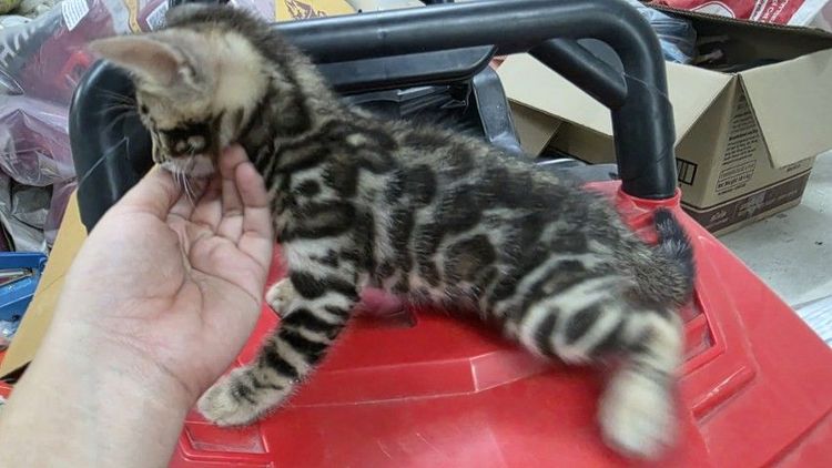 แมวเบงกอลแท้ รูปที่ 13