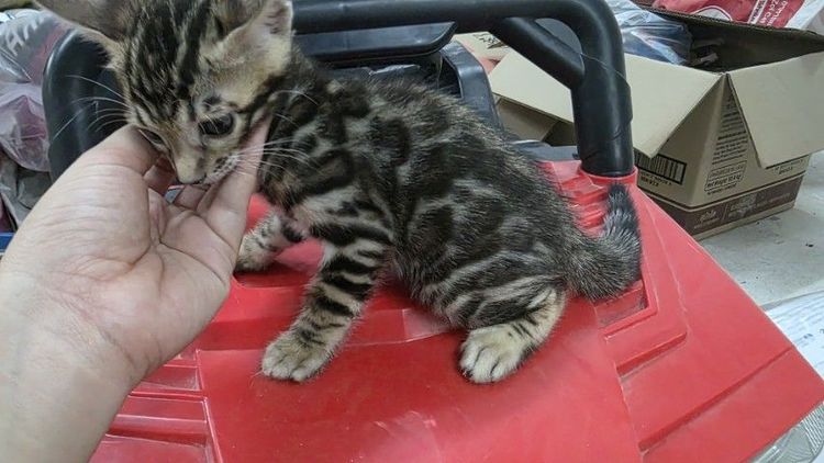 แมวเบงกอลแท้ รูปที่ 10