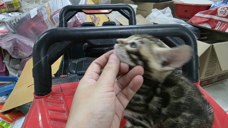 แมวเบงกอลแท้ รูปที่ 9