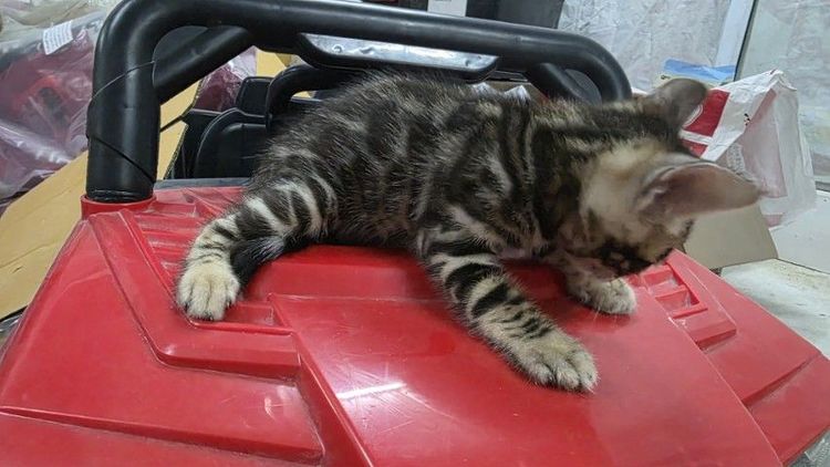 เบงกอล (Bengal House Cat) แมวเบงกอลแท้