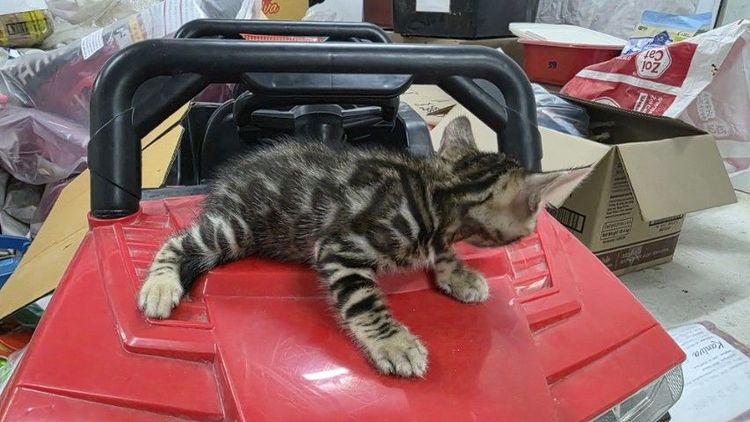 แมวเบงกอลแท้ รูปที่ 2