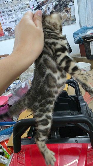 แมวเบงกอลแท้ รูปที่ 8