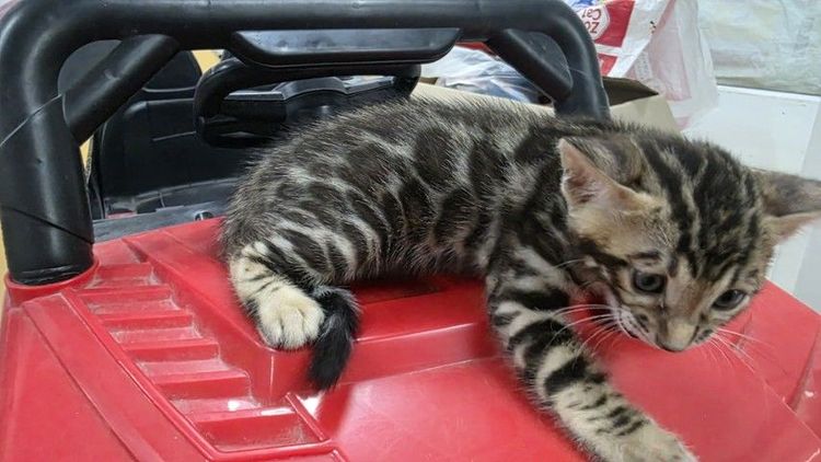 แมวเบงกอลแท้ รูปที่ 14