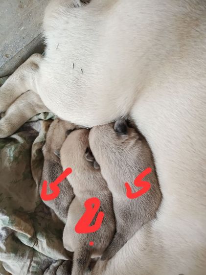 ปั๊ก (Pug) เล็ก เปิดจองลูกสุนัขพันปั๊ก