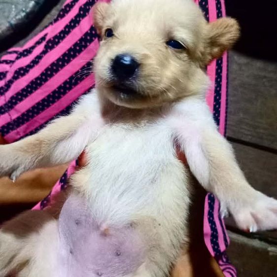 โกลเด้นท์ รูปที่ 7