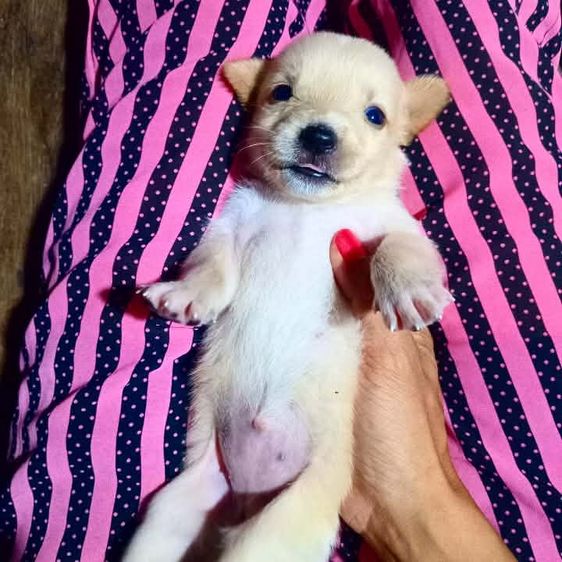 โกลเด้นท์ รูปที่ 9