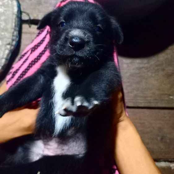 โกลเด้นท์ รูปที่ 4