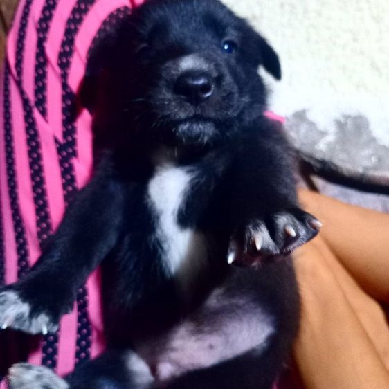 โกลเด้นท์ รูปที่ 3