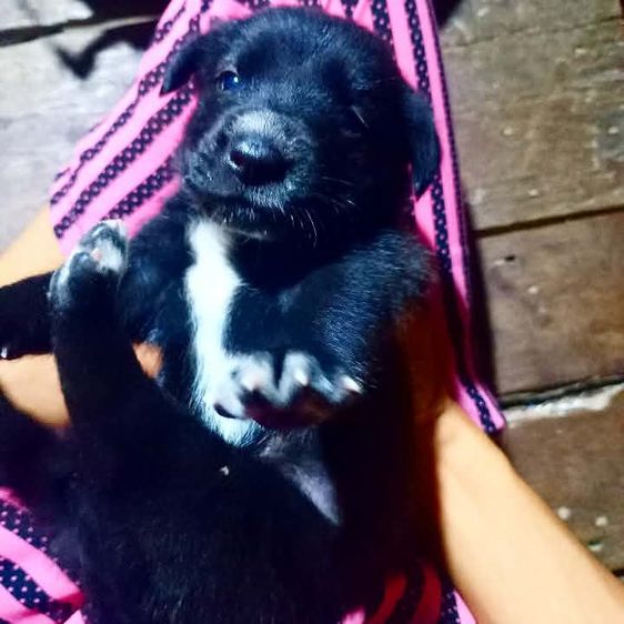 โกลเด้นท์ รูปที่ 5