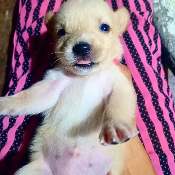 โกลเด้นรีทรีฟเวอร์ (Golden Retriever) ใหญ่ โกลเด้นท์