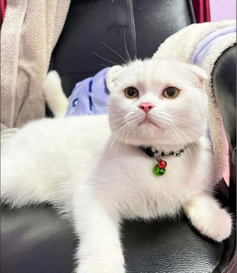 น้องแมวหูพับ รูปที่ 4