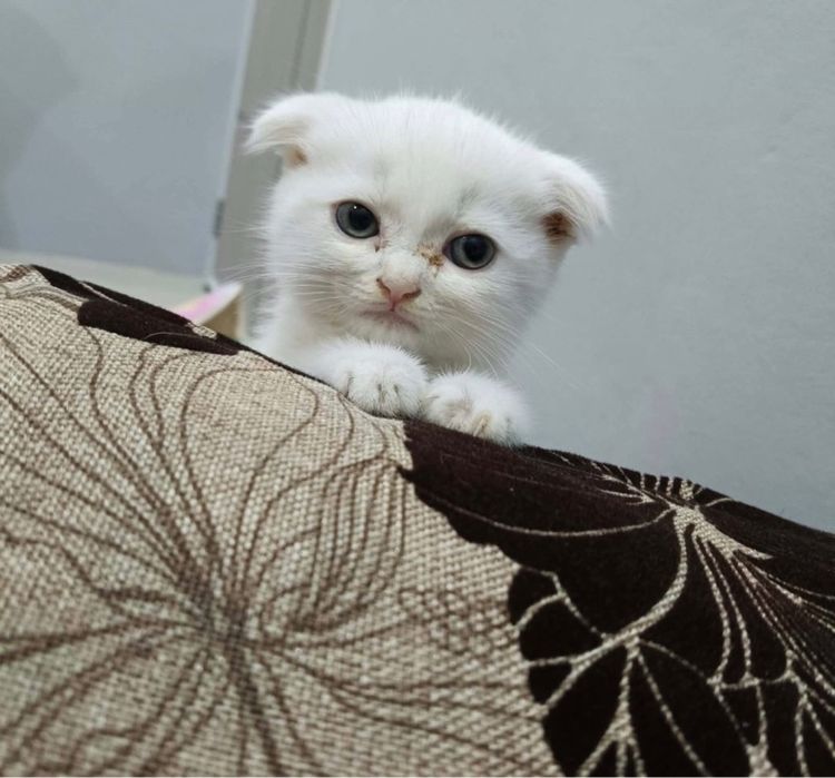 สก็อตติช โฟลด์ (Scottish Fold) น้องแมวหูพับ