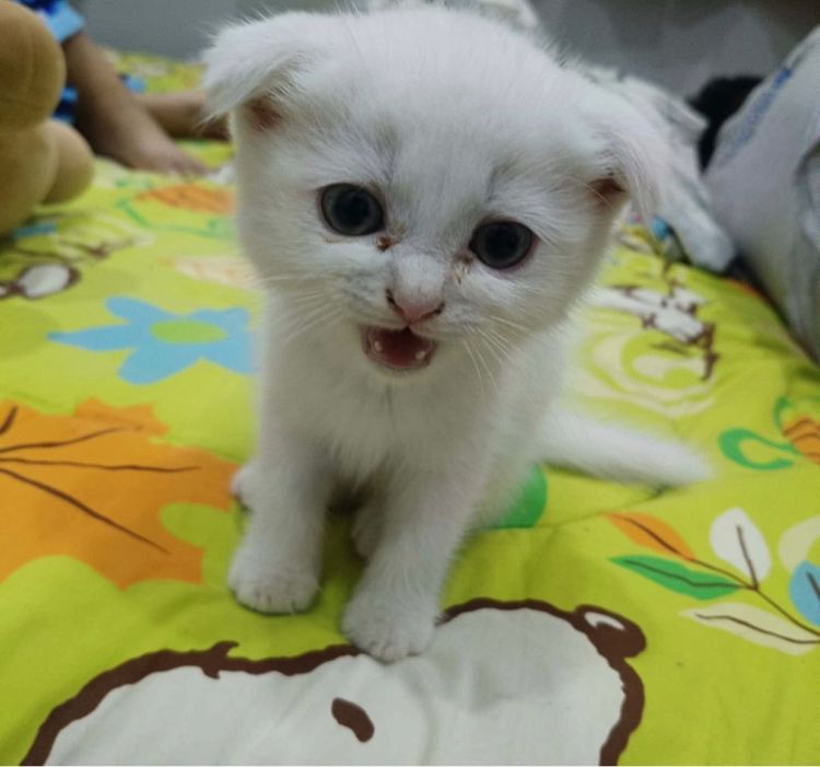 น้องแมวหูพับ รูปที่ 3