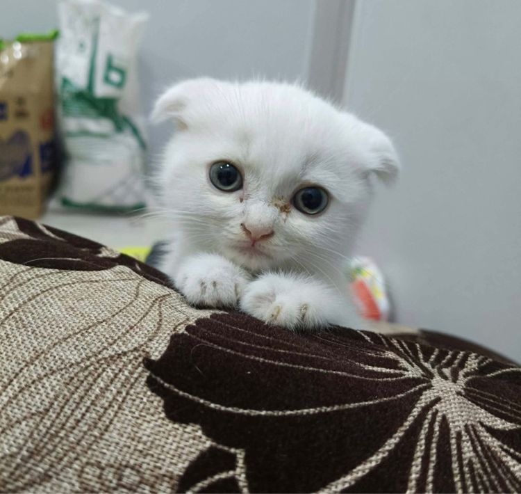 น้องแมวหูพับ รูปที่ 2