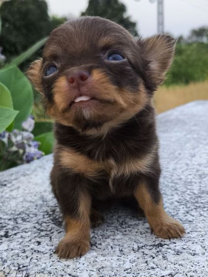 ชิวาวาขนยาว  รูปที่ 4