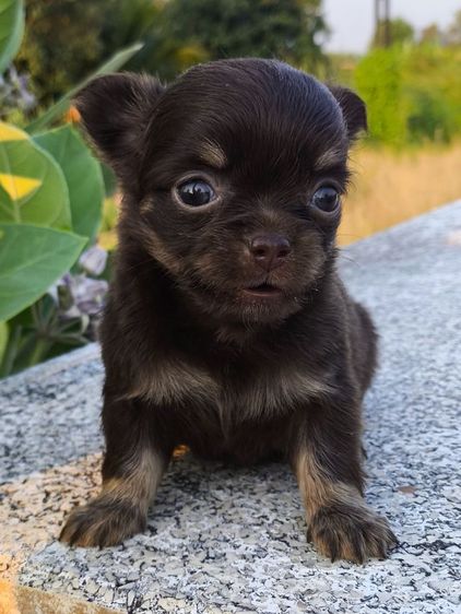 ชิวาวาขนยาว  รูปที่ 5