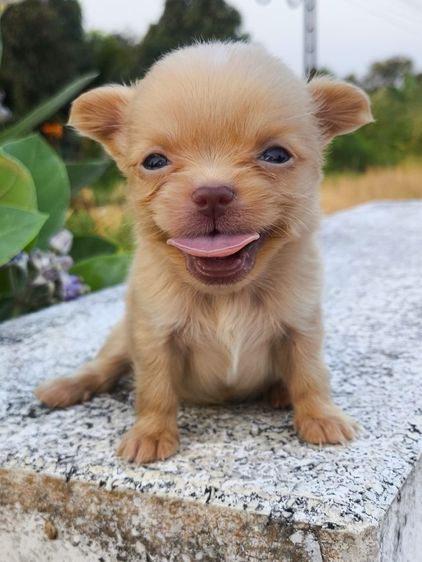 ชิวาวาขนยาว  รูปที่ 3