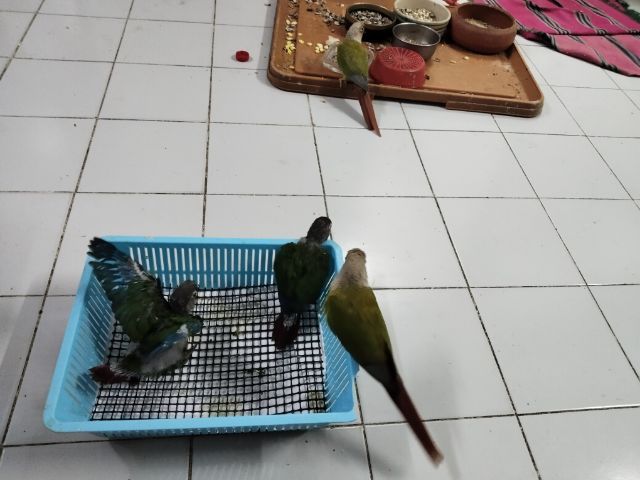 ลูกป้อนกรีนชิค รูปที่ 9