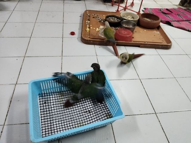 ลูกป้อนกรีนชิค รูปที่ 6