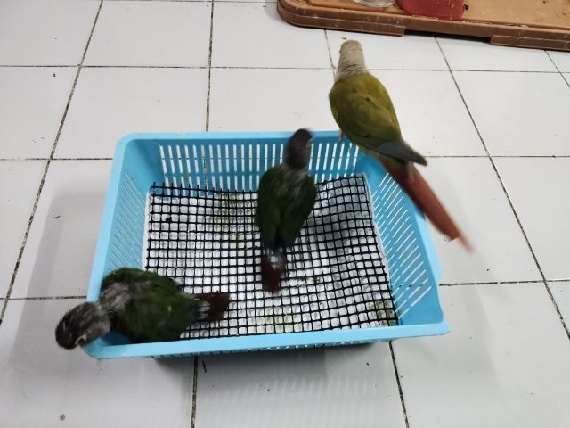 ลูกป้อนกรีนชิค รูปที่ 7