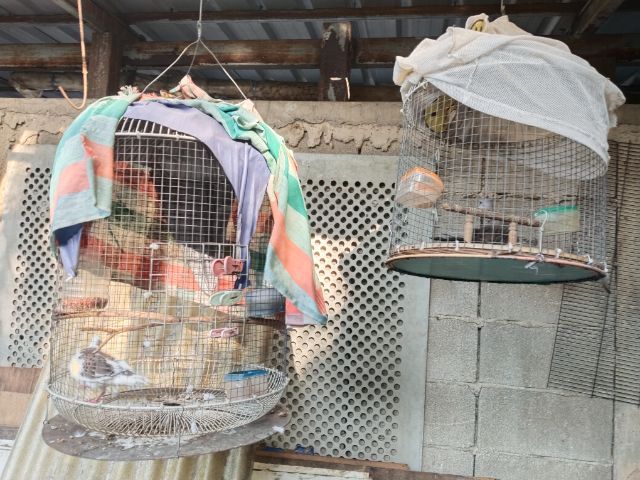 ลูกป้อนกรีนชิค รูปที่ 10