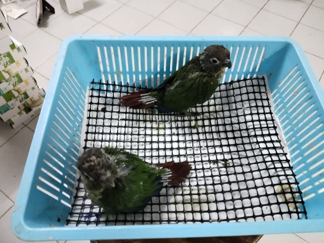 ลูกป้อนกรีนชิค รูปที่ 2