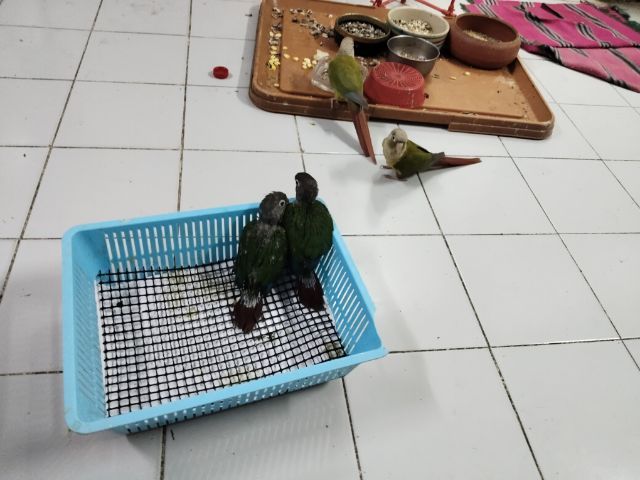 ลูกป้อนกรีนชิค รูปที่ 5