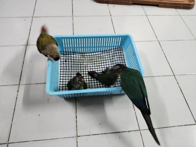 กรีนชีค ลูกป้อนกรีนชิค