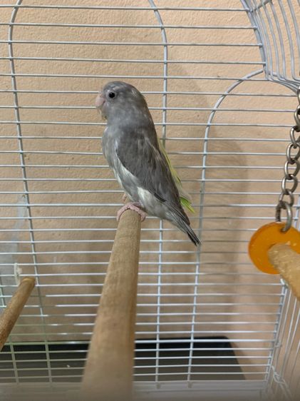 ฟอพัส รูปที่ 3