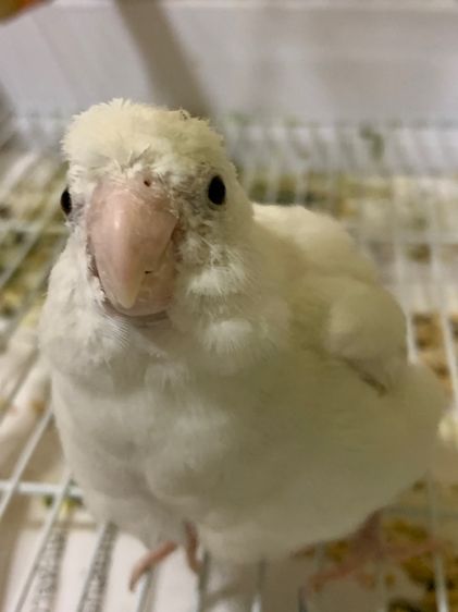 ฟอพัส รูปที่ 3