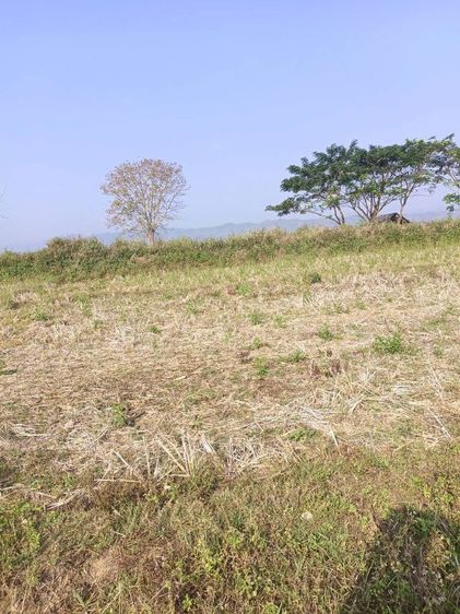 ใช่ ที่ดิน 3 ไร่ 2 งาน 20 ตร.วา. วิวภูเขา รูปที่ 2