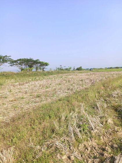 ใช่ ที่ดิน 3 ไร่ 2 งาน 20 ตร.วา. วิวภูเขา รูปที่ 3