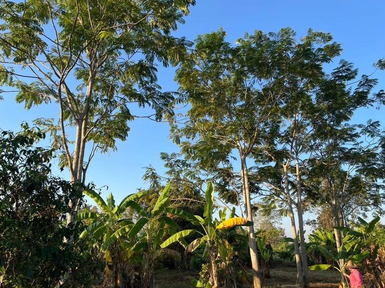 ขายที่ดินแปลงสวย 1 ไร่ บ้านนา นครนายก ใกล้ถนนใหญ่บ้านนาแก่งคอย