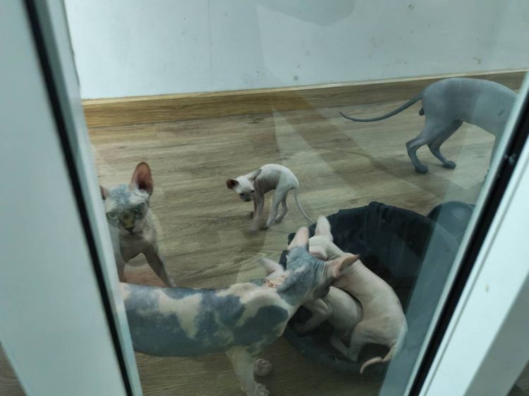 ลูกแมวสฟิงซ์ ติดนุด ชอบให้อุ้ม  รูปที่ 3