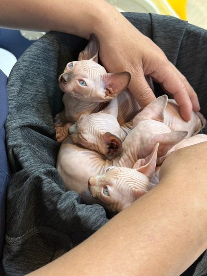 ลูกแมวสฟิงซ์ ติดนุด ชอบให้อุ้ม  รูปที่ 12