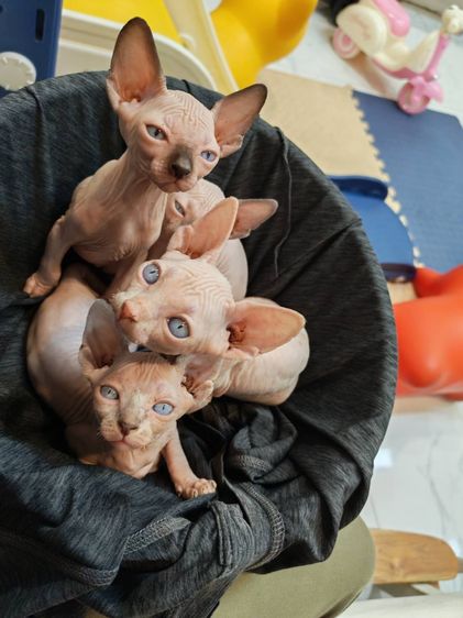 ลูกแมวสฟิงซ์ ติดนุด ชอบให้อุ้ม 