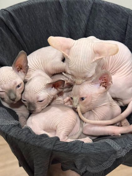 ลูกแมวสฟิงซ์ ติดนุด ชอบให้อุ้ม  รูปที่ 4