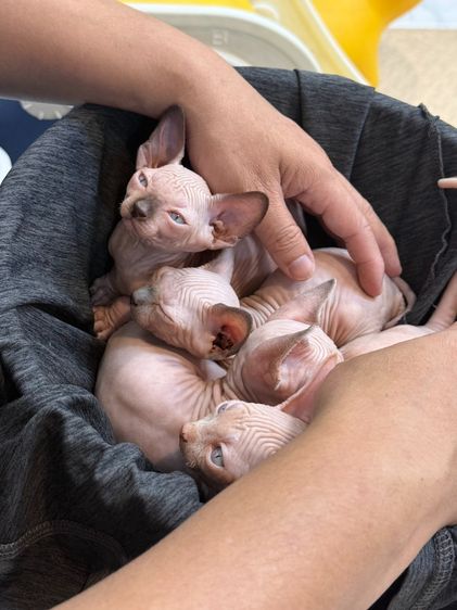 ลูกแมวสฟิงซ์ ติดนุด ชอบให้อุ้ม  รูปที่ 11