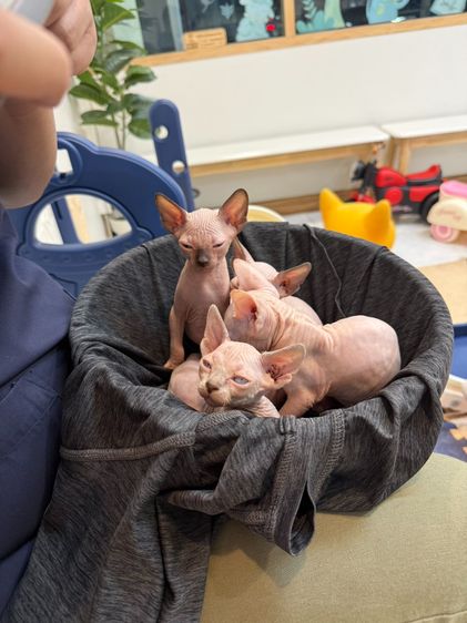 ลูกแมวสฟิงซ์ ติดนุด ชอบให้อุ้ม  รูปที่ 8