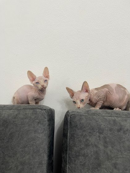 แมวสฟิงซ์ ชาย ขาสั้น ตาฟ้า 2 เดือน รูปที่ 7