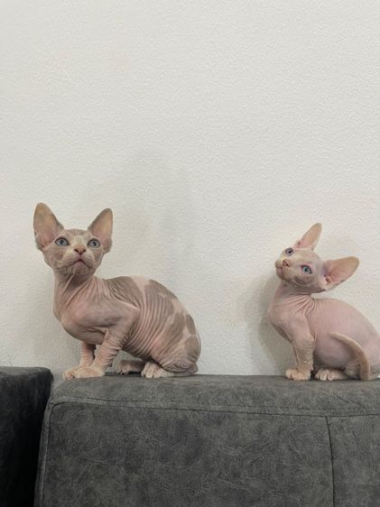 แมวสฟิงซ์ ชาย ขาสั้น ตาฟ้า 2 เดือน รูปที่ 6